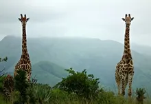 giraffes 1920x1200 wallpaper Art HD Wallpaper